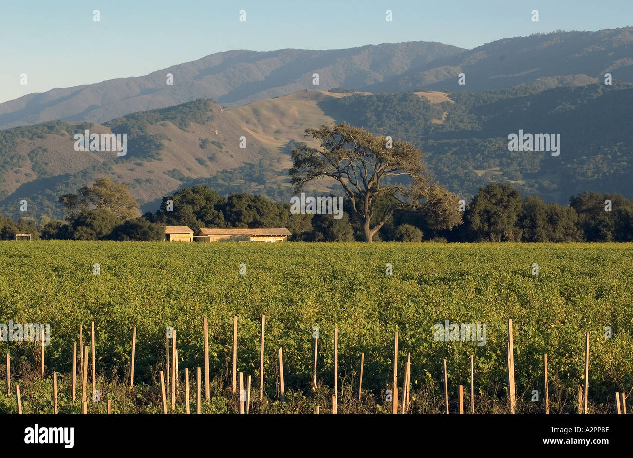 Santa Ynez CA vineyard Stock Photo Alamy