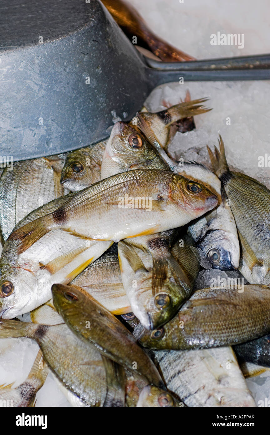 Corso Fish Ajaccio corsica fish hi-res stock photography and images - Alamy