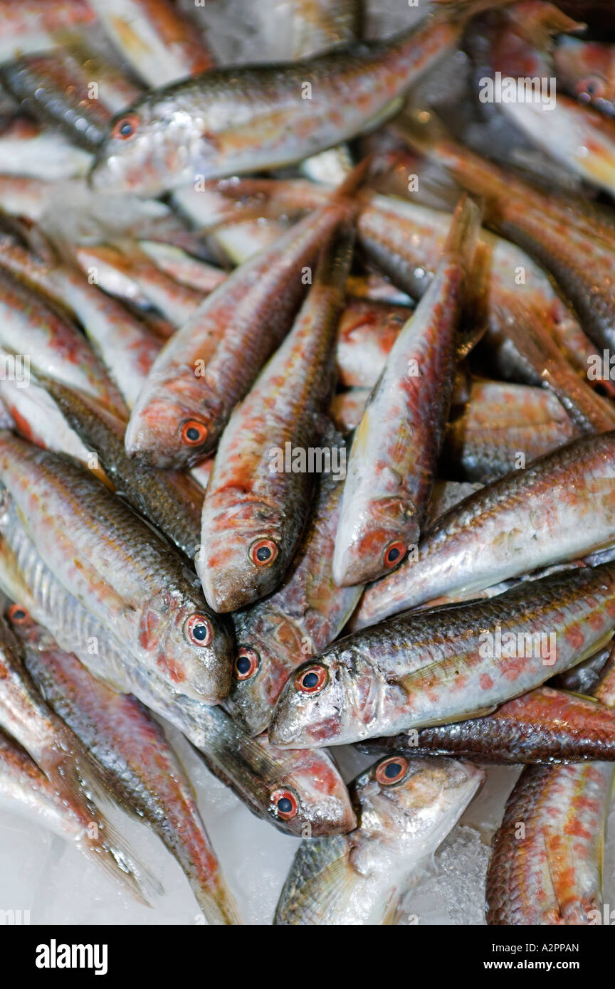 Fish for Soup (Soupe de Poisson), Ajaccio Fish Market, Corsica, France