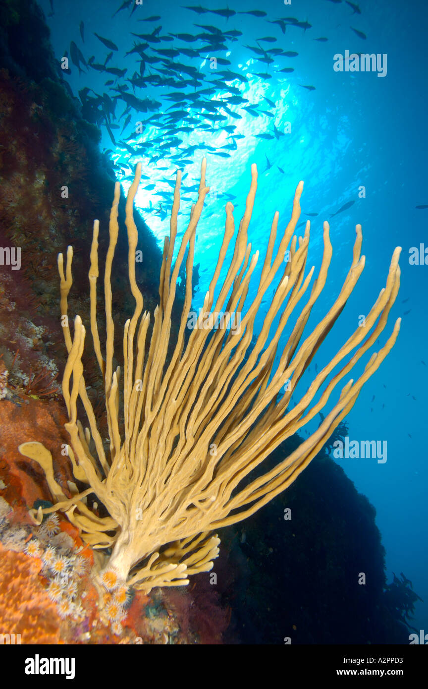 Finger sponge Callyspongia ramosa with school of fish in background Middle Arch Poor Knights