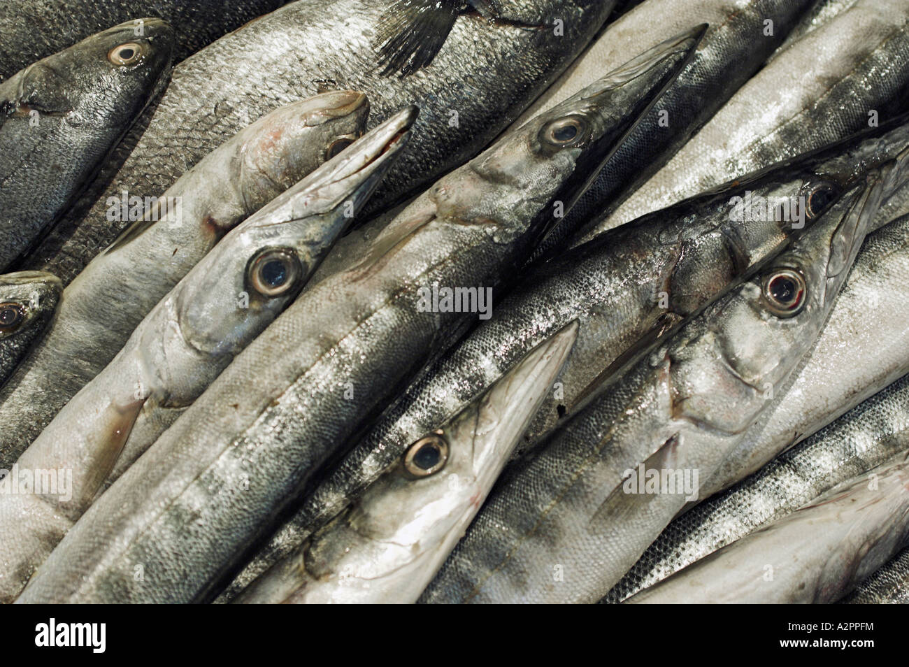 Fresh Brochet For Sale Ajaccio Fish Market Corsica France Stock Photo Alamy