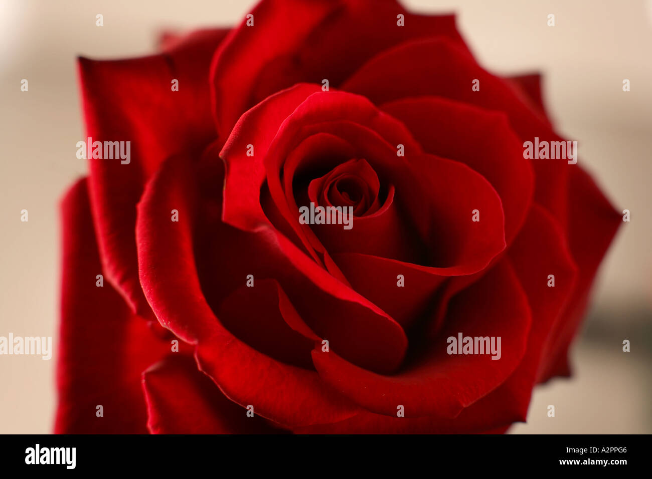 Open red rose flower with soft focus background romantic red rose