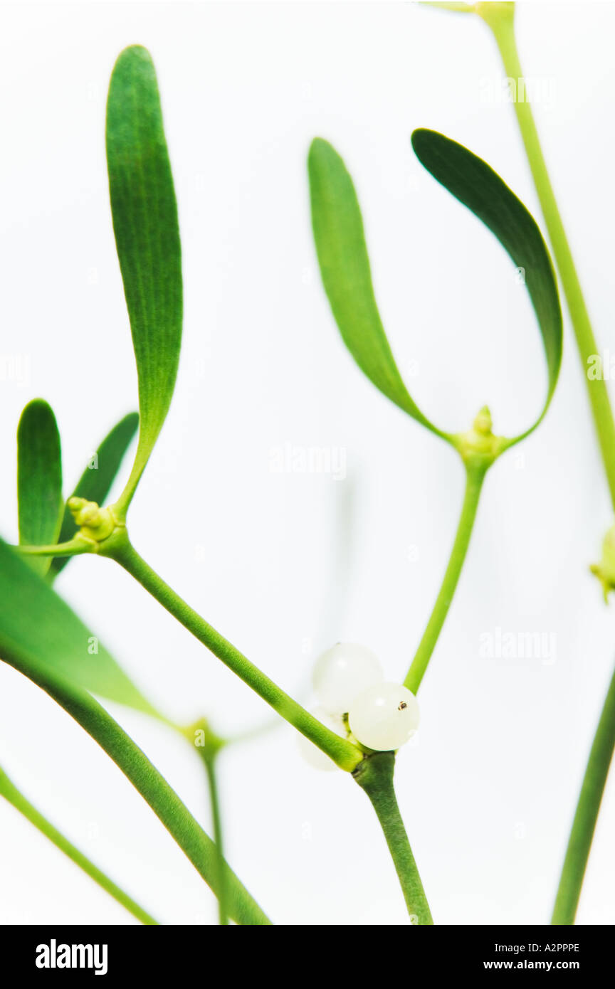 Sprig of mistletoe, Viscum album, a plant used to decorate homes at