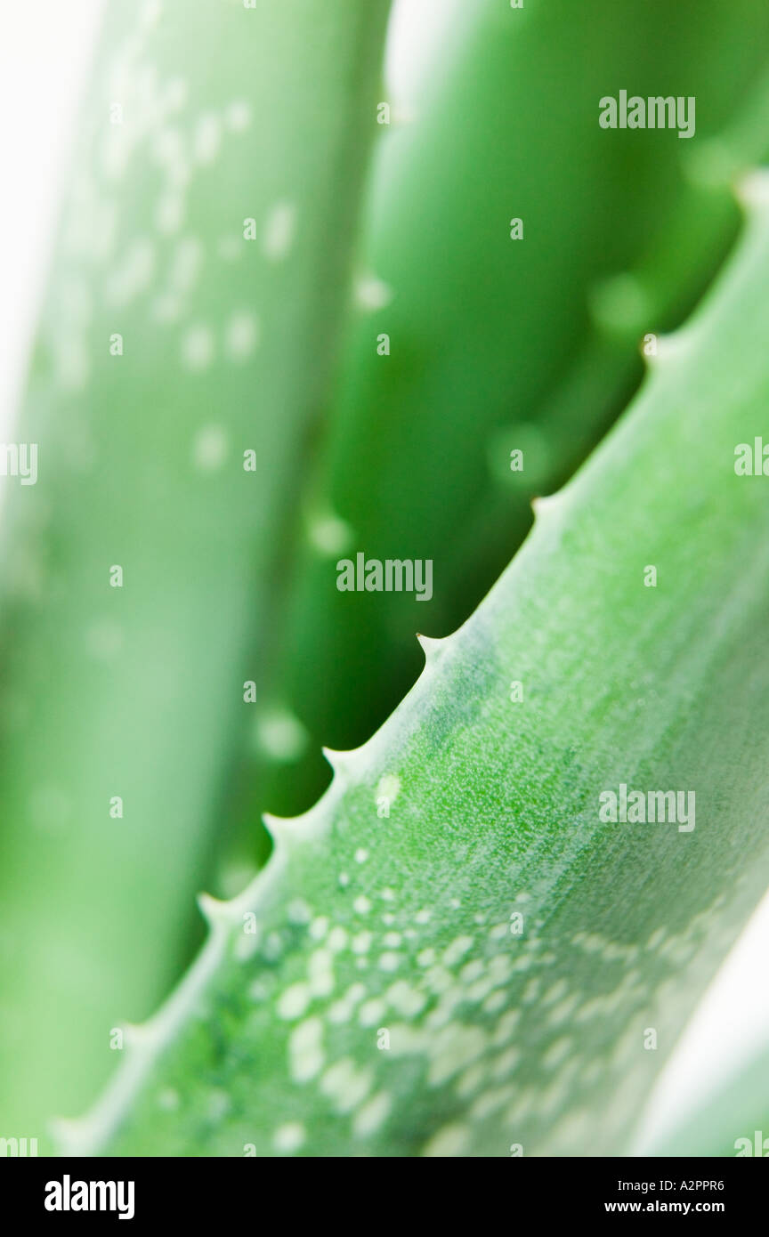 Aloe Vera Plant Gel Inside The Leave Can Be Used To Treat Skin
