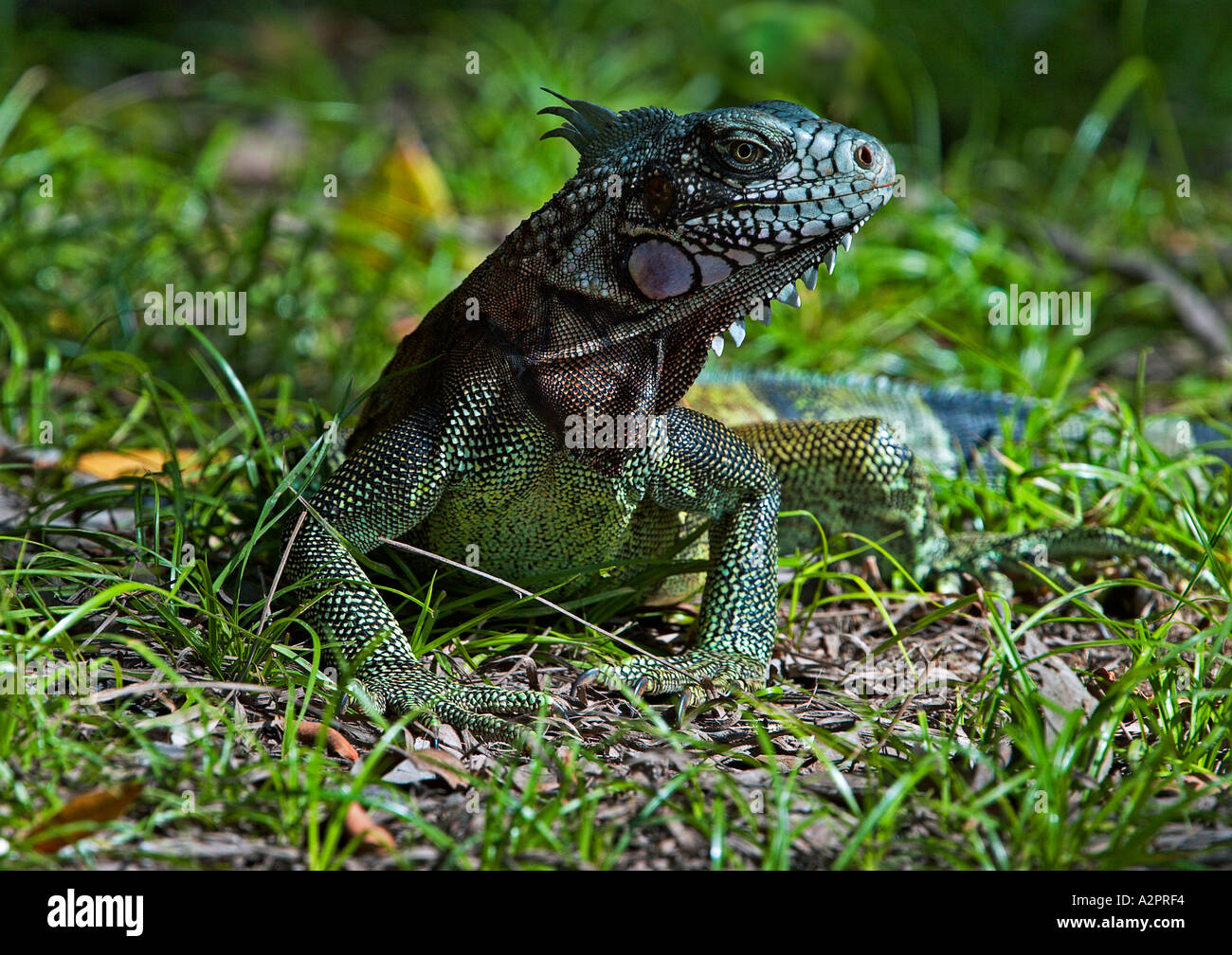 Beautiful Green Iguana Stock Photo - Alamy