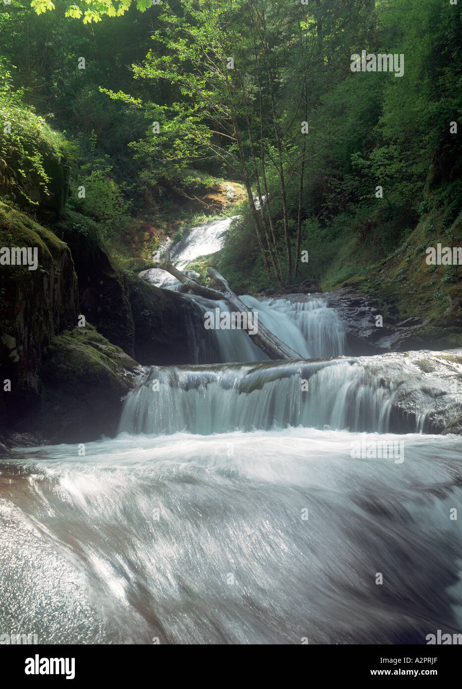 Elk Wallow Creek tumbles into Sweet Creek in western Lane County near Mapleton Oregon Stock Photo