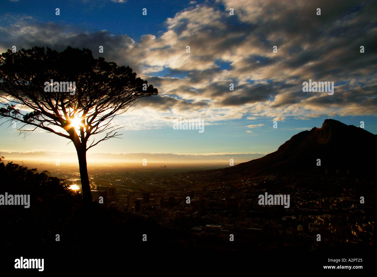 Sunrise over City Bowl Silhouette of an Acacia tree Cape Town South
