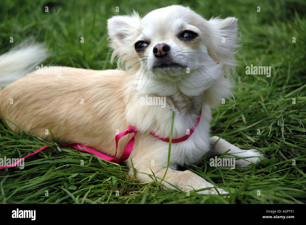 Long Haired chihuahua Stock Photo - Alamy