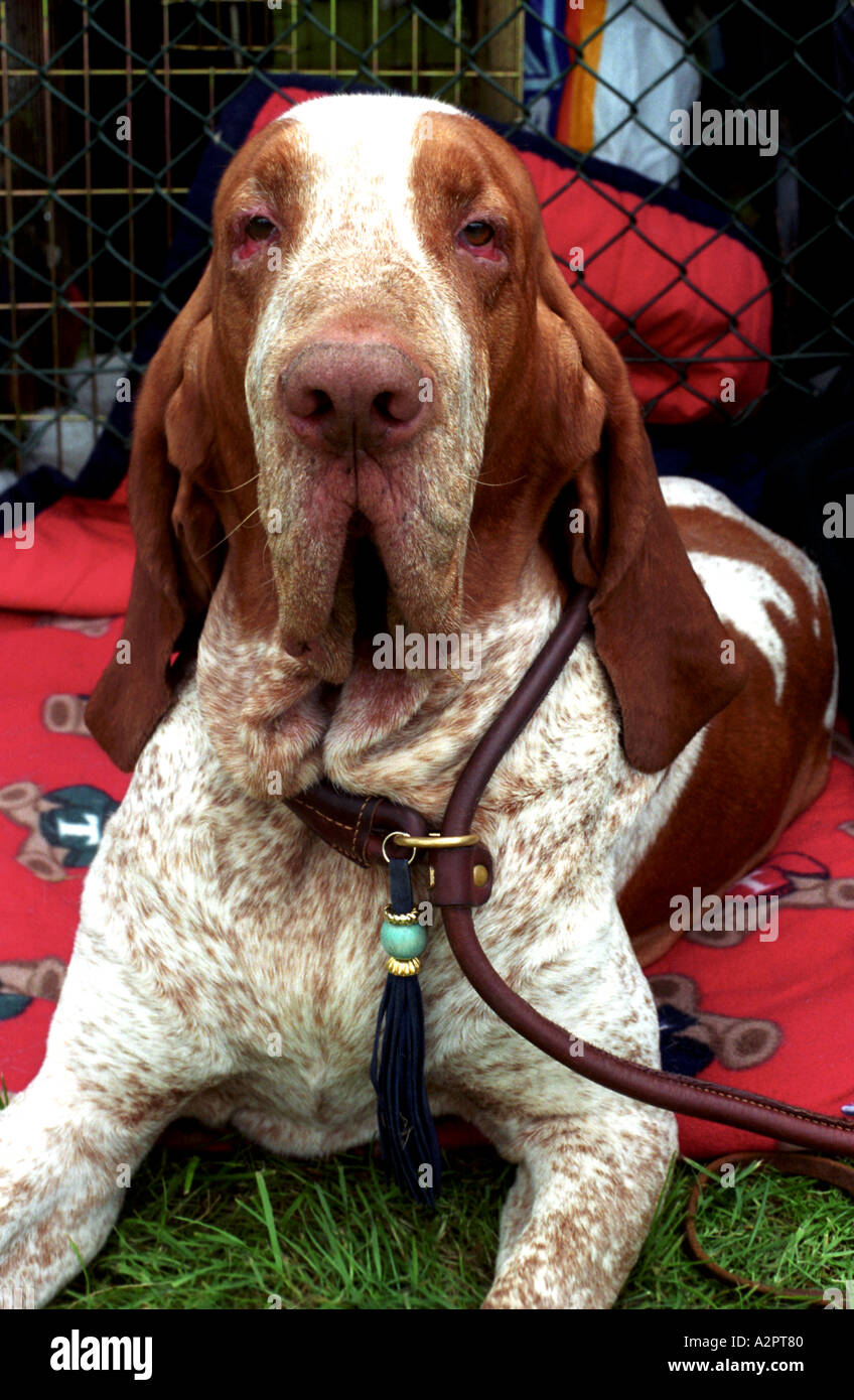 Datum Lao boog bracco italiano dog at Kennel Club Show Stock Photo - Alamy