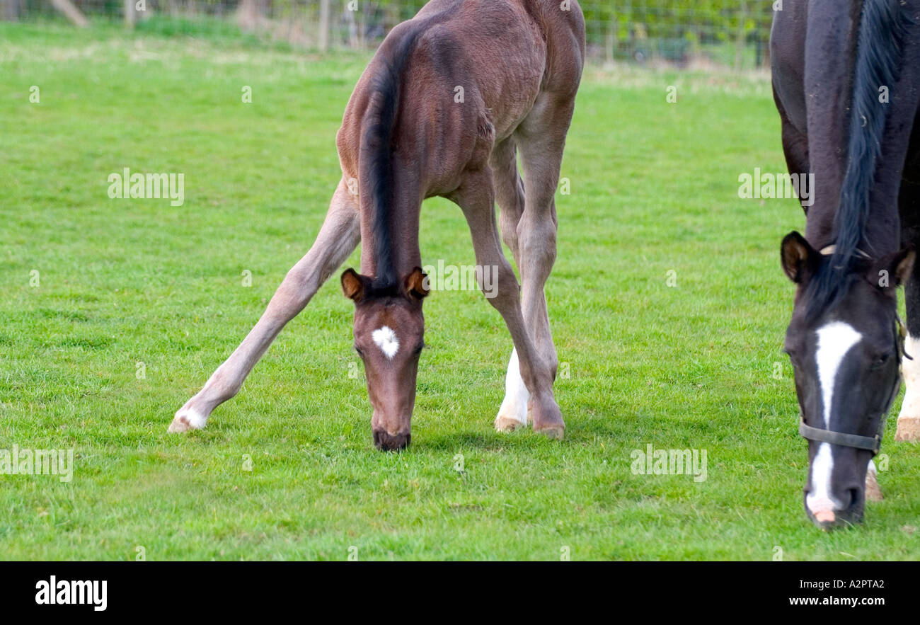 my legs are too long Foal with long legs trying to graze Stock ...