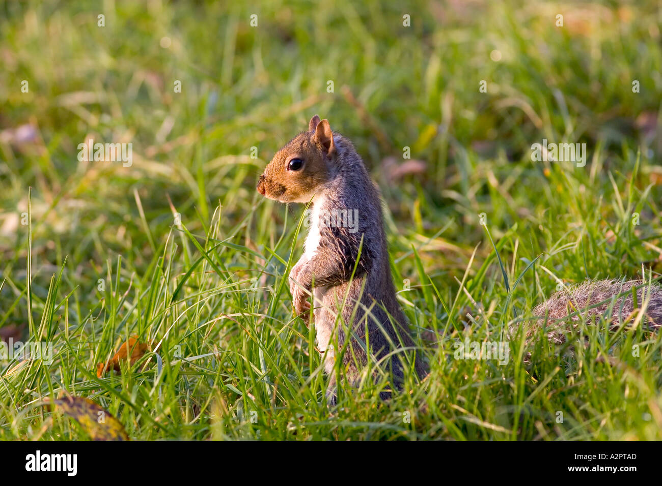 Burying nuts hires stock photography and images Alamy