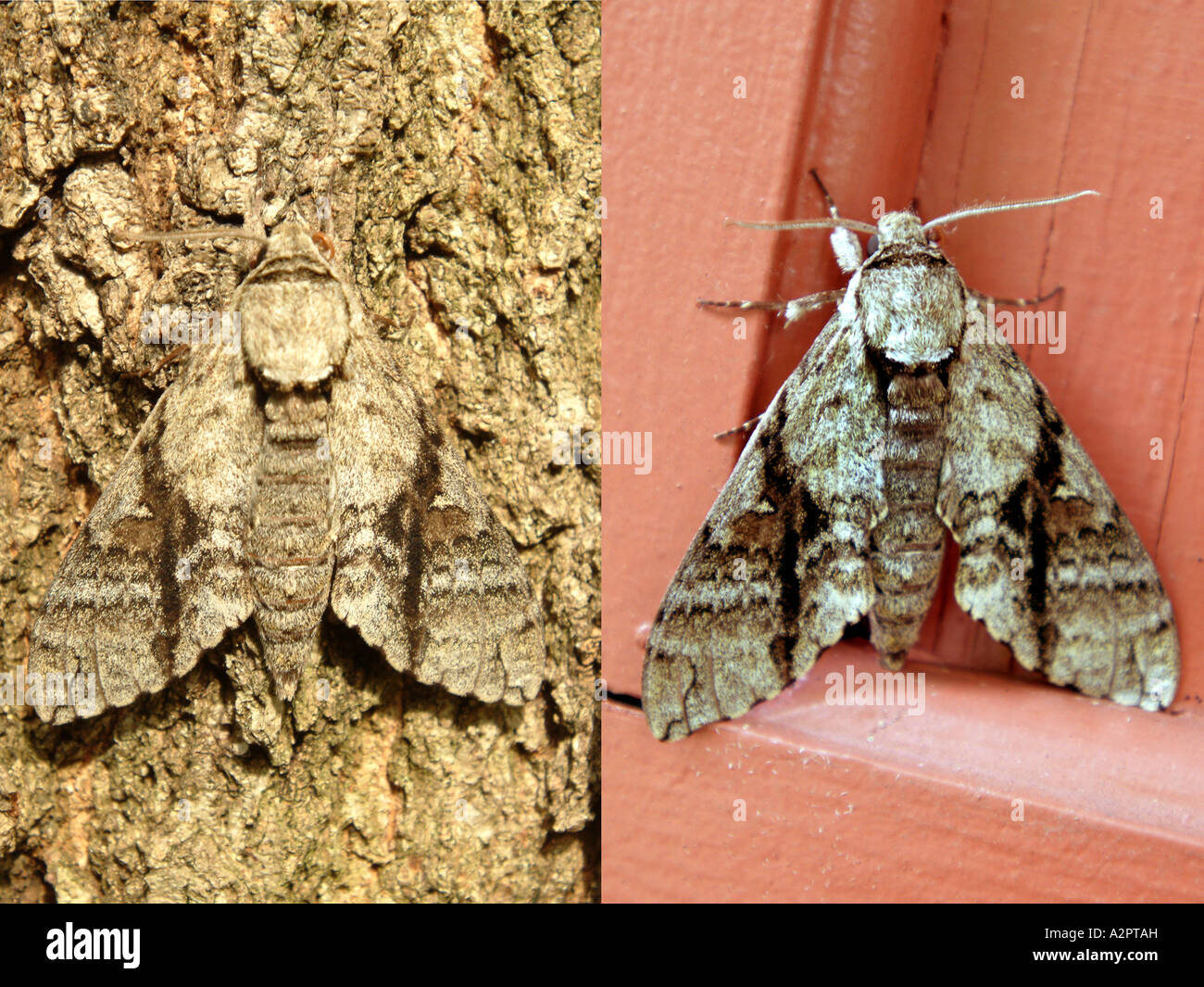 Comparison of same moth on different backgrounds Stock Photo
