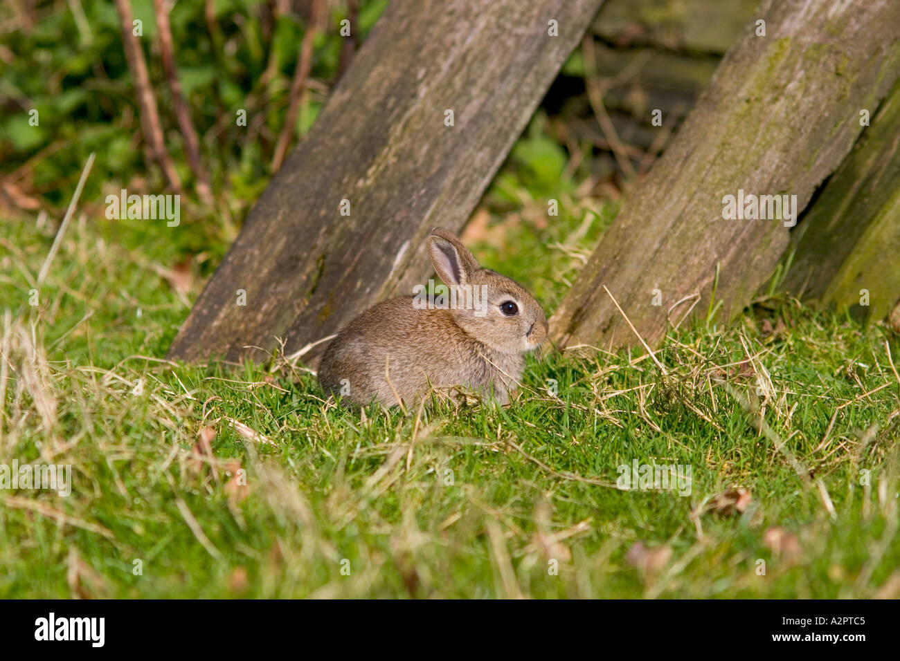 Yong Rabbit Yong rabbit Oryctolagus cuniculus Stock Photo - Alamy