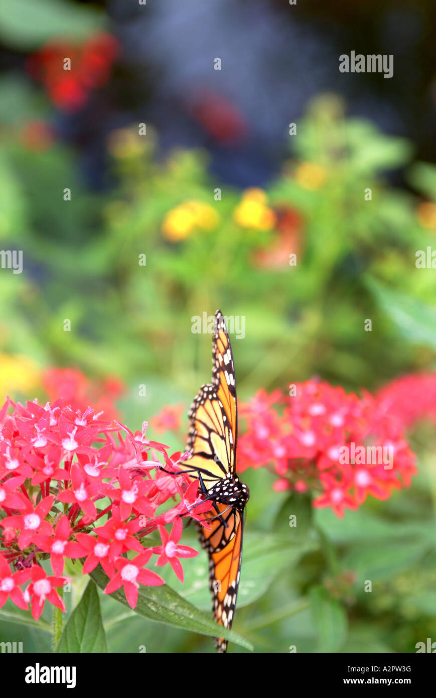 A butterfly makes its way over some flowers in the Butterfly Garden