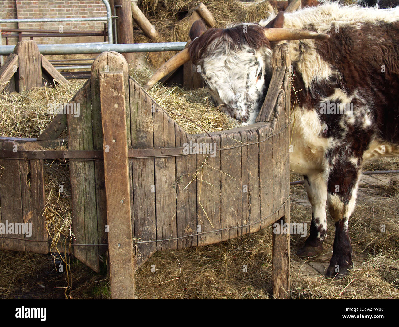 Long horn cattle and hay byre Stock Photo