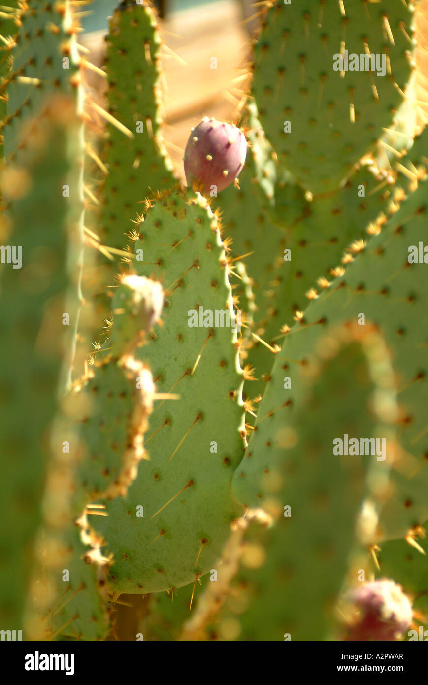 A Prickly Pear cactus grows well in the hot arid climate of Nevada Shot