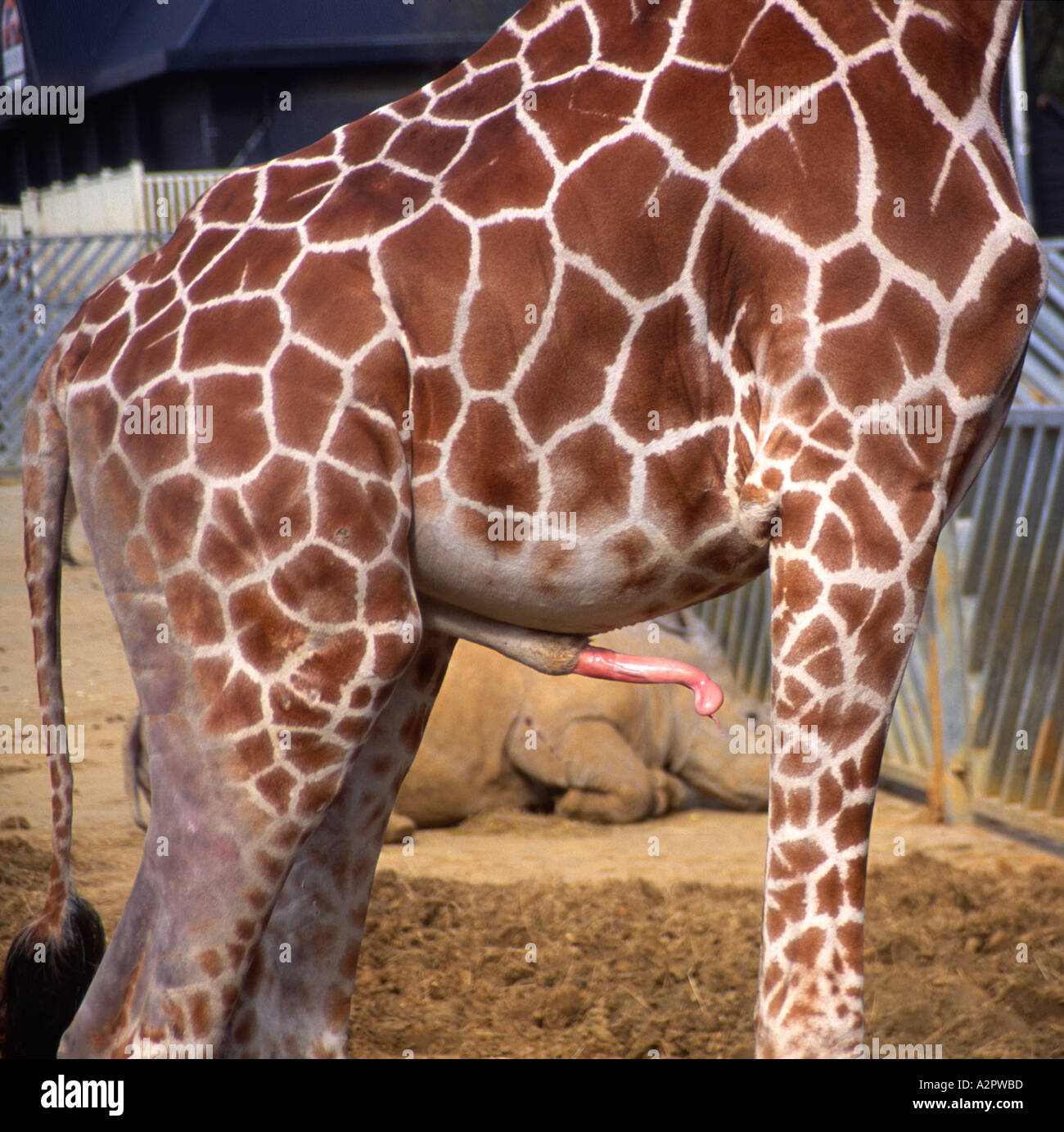 Male giraffe body shot with erect penis Stock Photo - Alamy