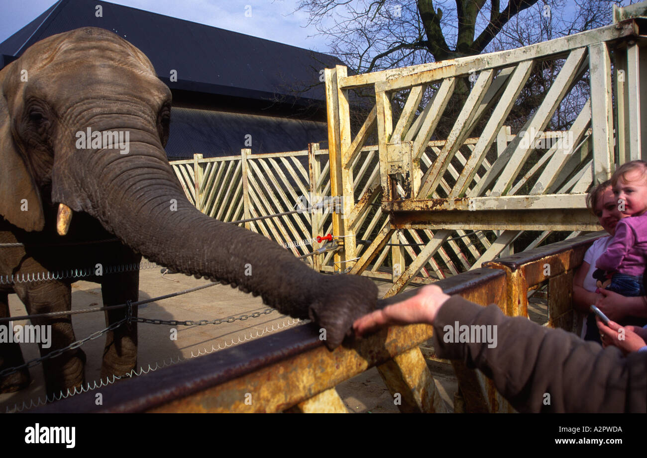 Enclosure colchester zoo hires stock photography and images Alamy