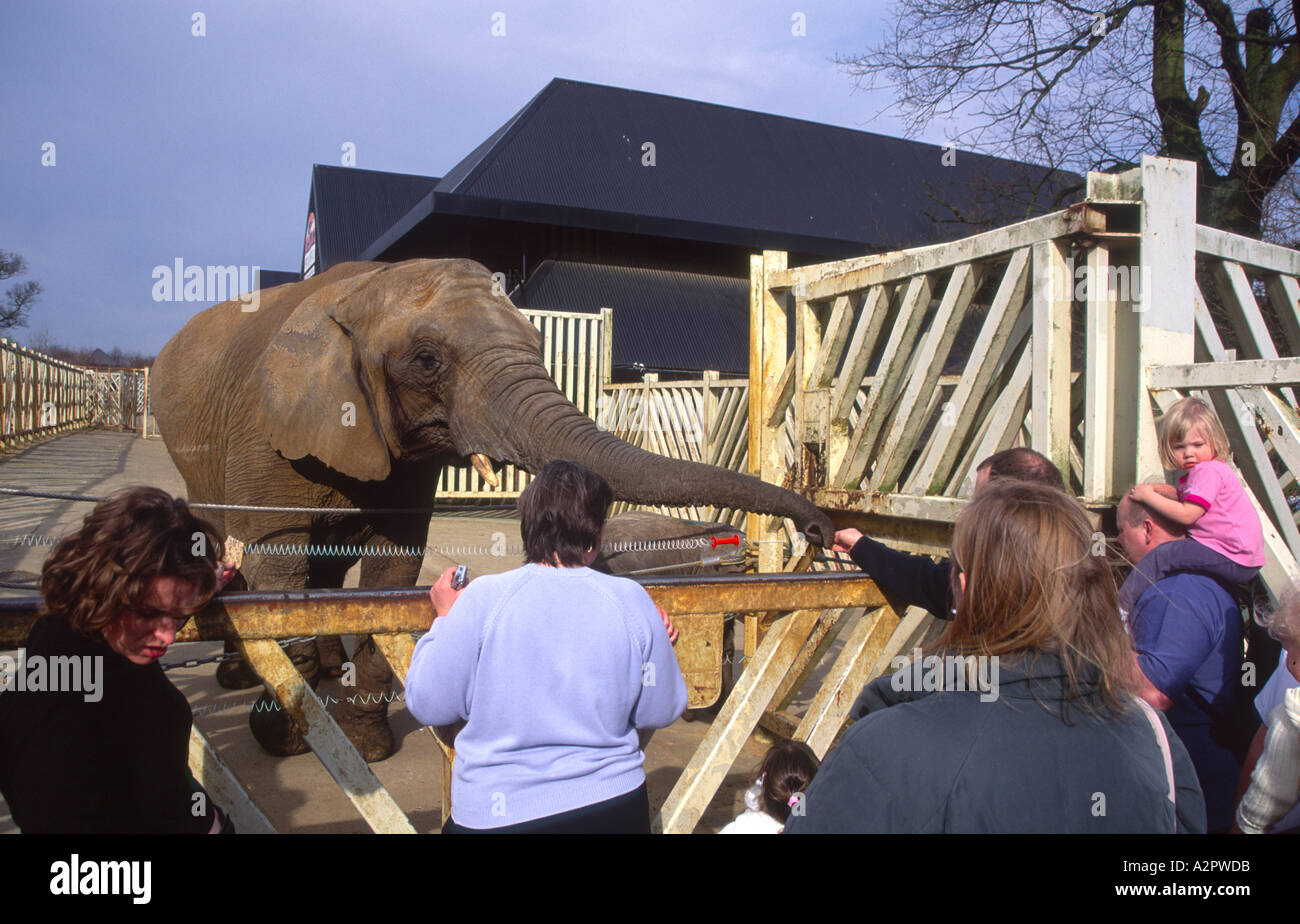Enclosure colchester zoo hires stock photography and images Alamy