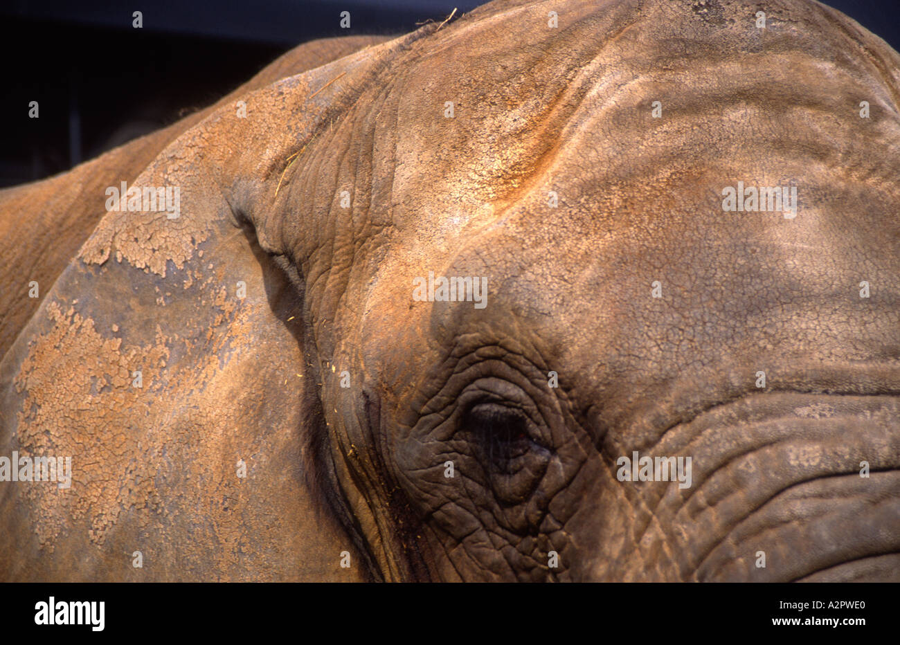 Enclosure colchester zoo hi-res stock photography and images - Alamy