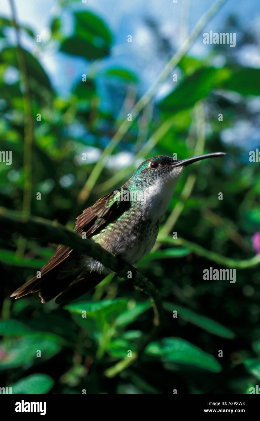 White chested emerald hummingbird Trinidad Stock Photo