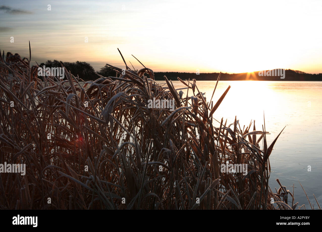 Landscape image of an early morning winter sunrise over Loch of Skene, Aberdeenshire with golden rays and foreground reeds. Stock Photo