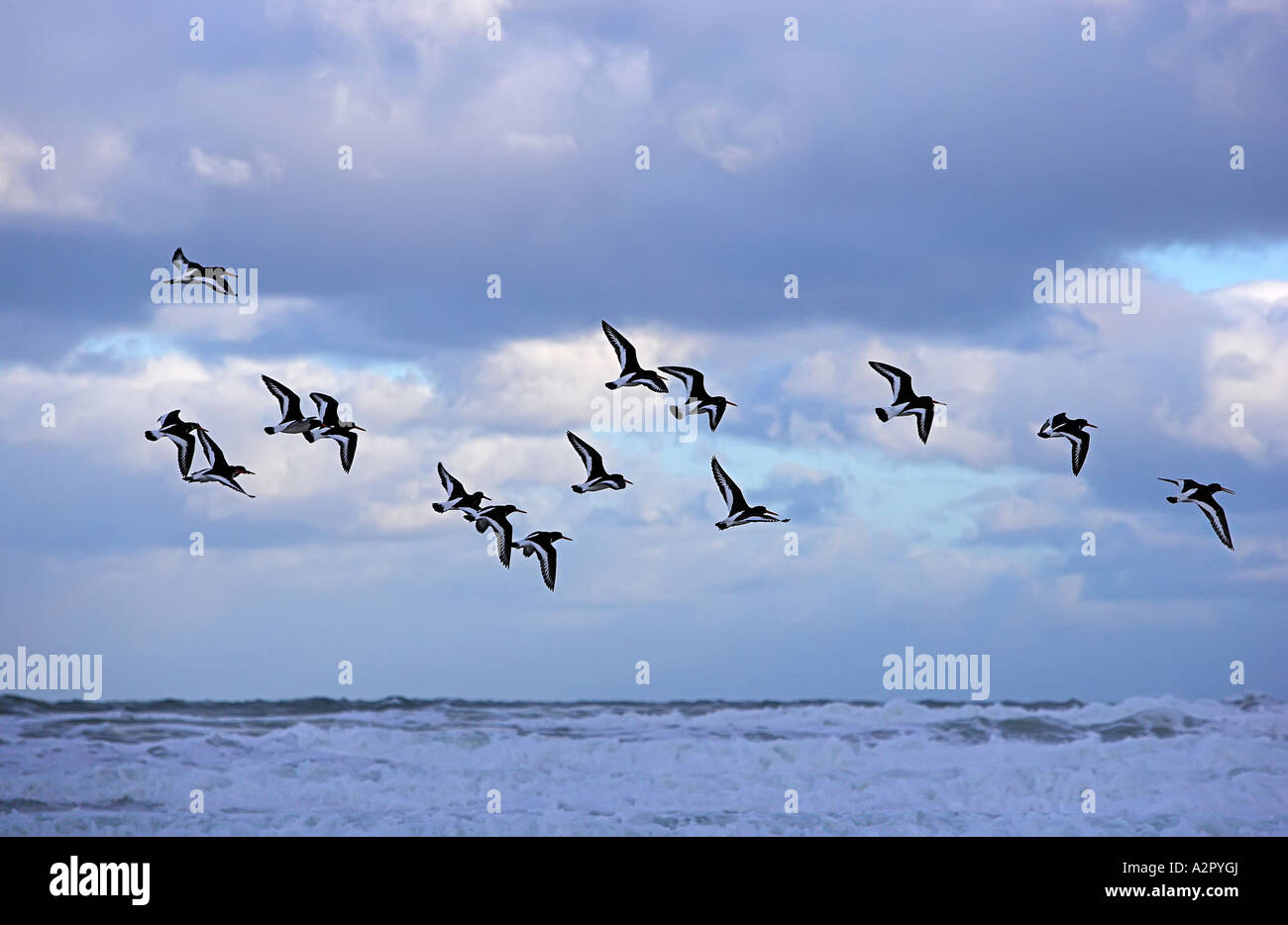 Oyster cather hi-res stock photography and images - Alamy