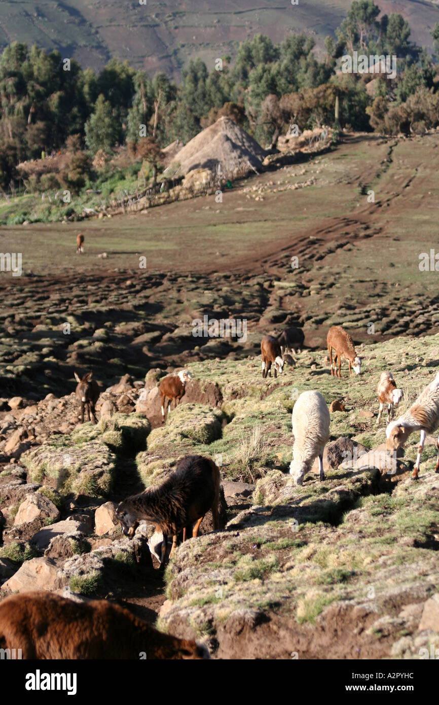 Goats grazing in the Simien Mountains, Ethiopia Stock Photo