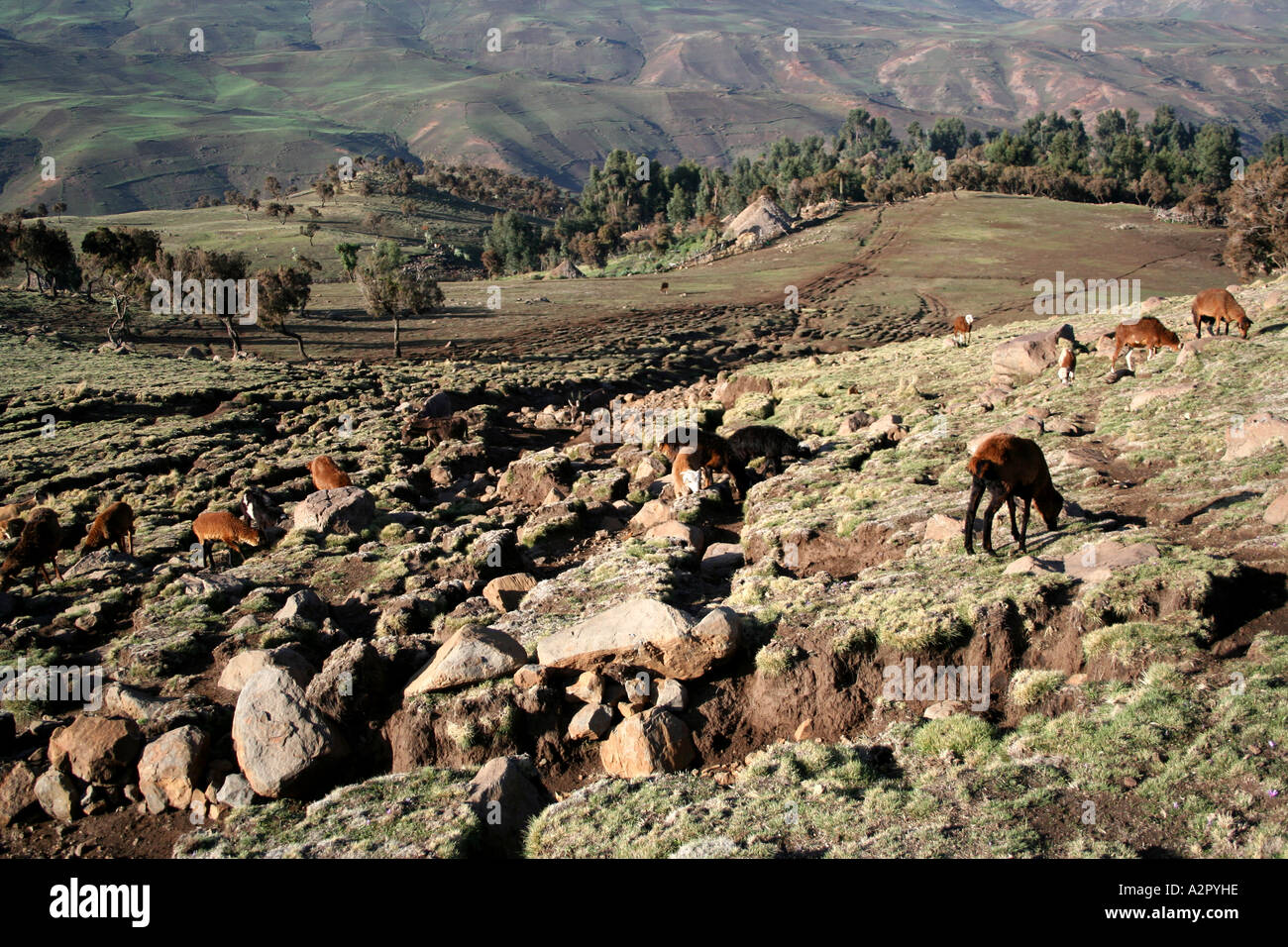 Goats grazing in the Simien Mountains, Ethiopia Stock Photo