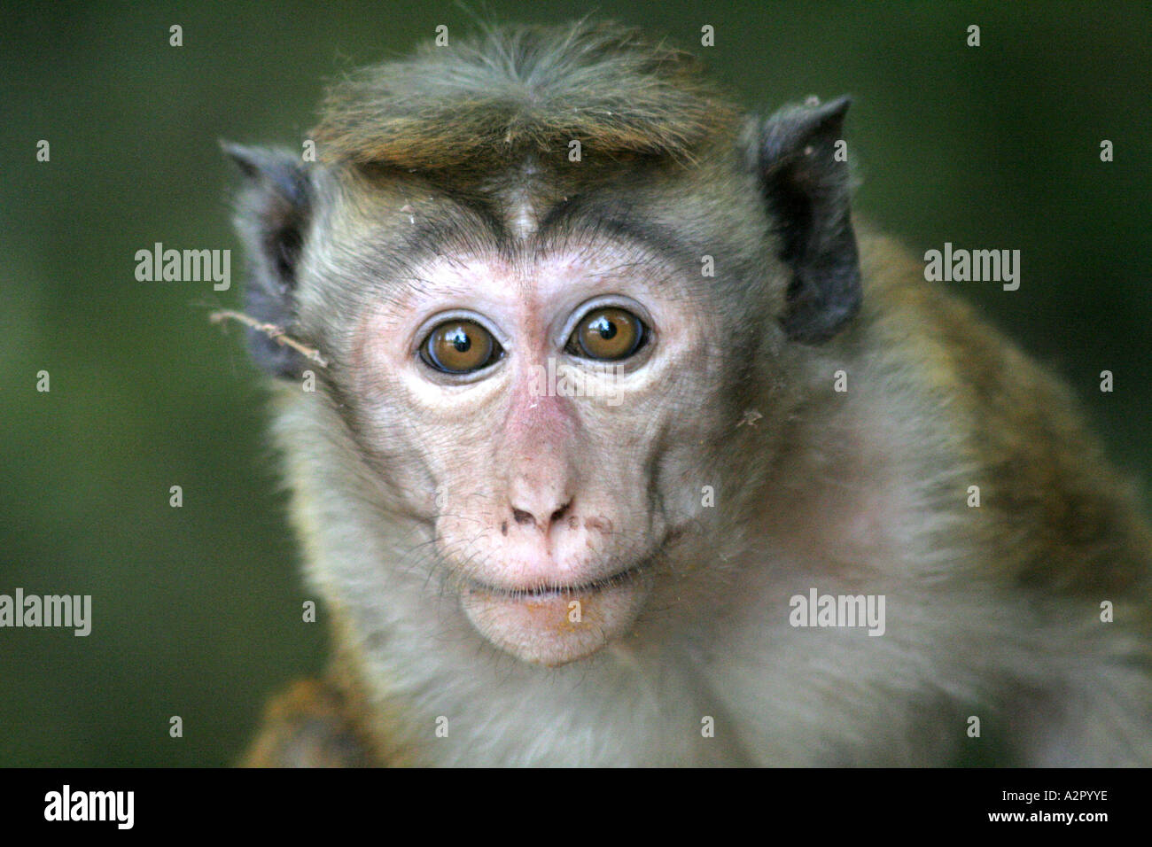Toque Monkey ( Macaque Monkey ) at Vatadage in Polonnaruwa, Sri Lanka Stock Photo