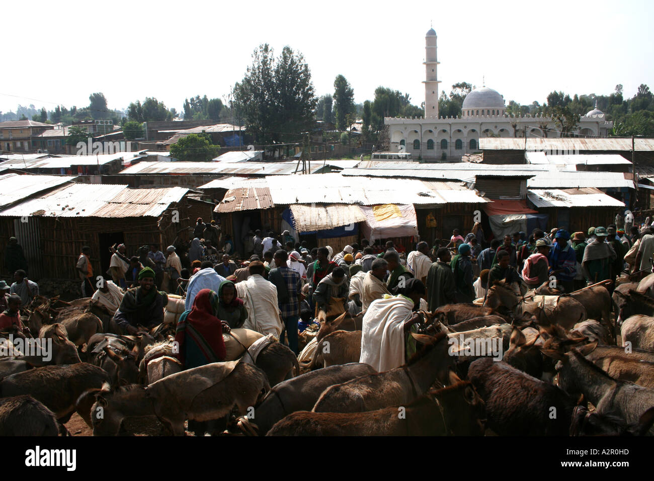 Donkeys at market in Gonder, Ethiopia Stock Photo