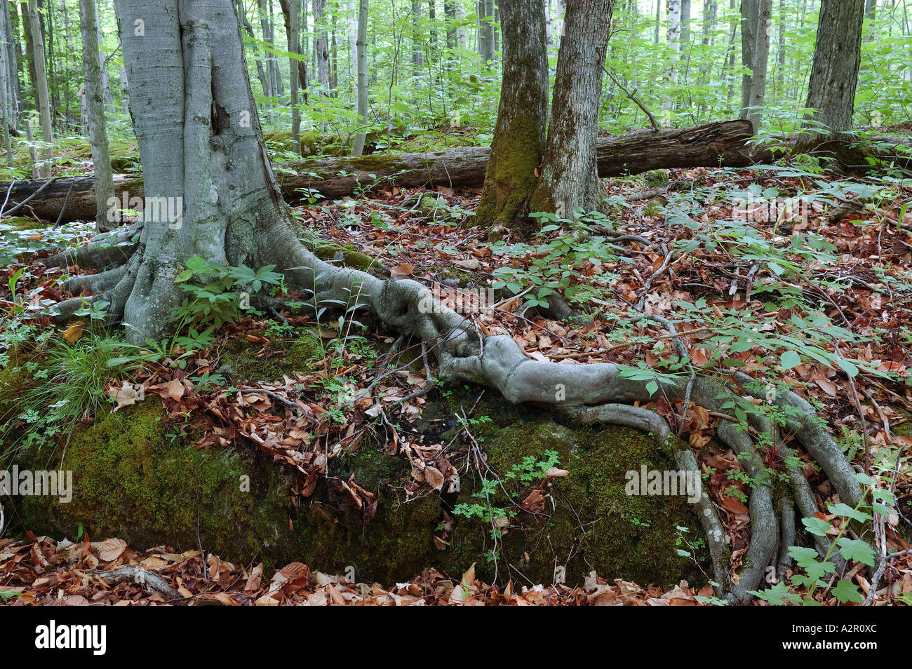 Grasping to tree hi-res stock photography and images - Alamy