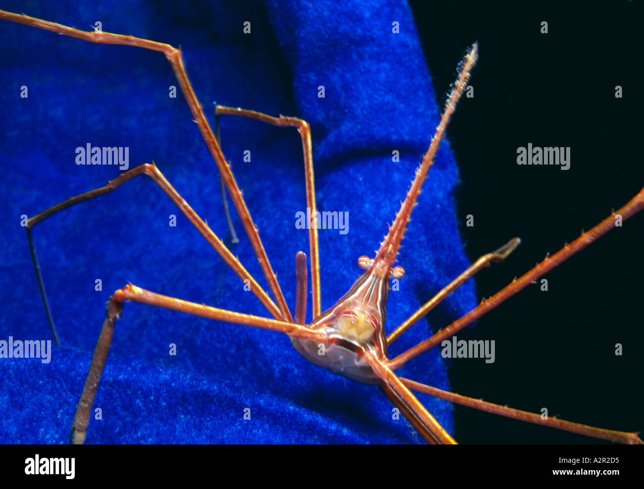 Bonaire Arrow Crab on diver s glove diver gently returned crab to home