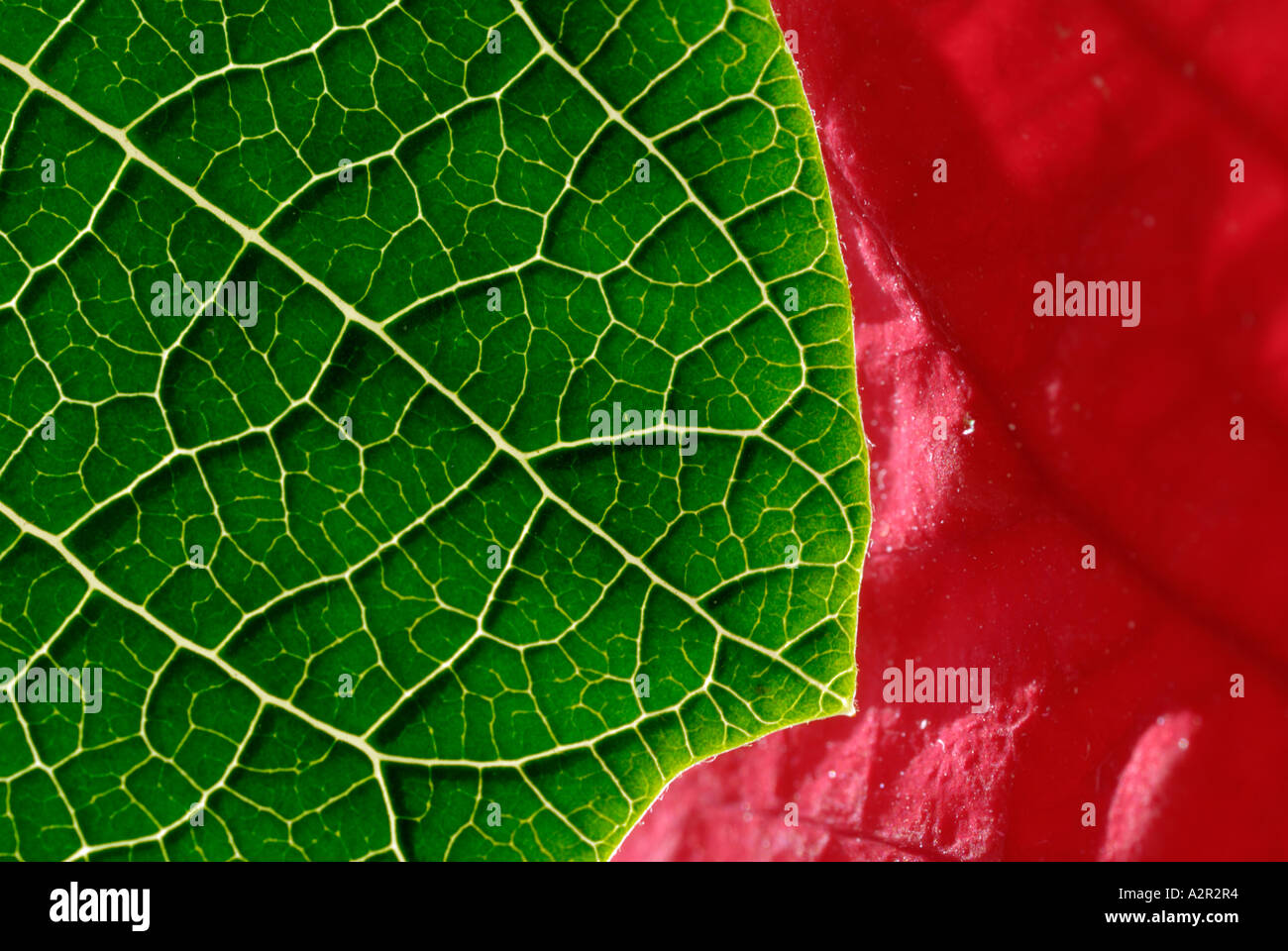 Green Poinsettia leaf with veins and surface of red leaf Stock Photo