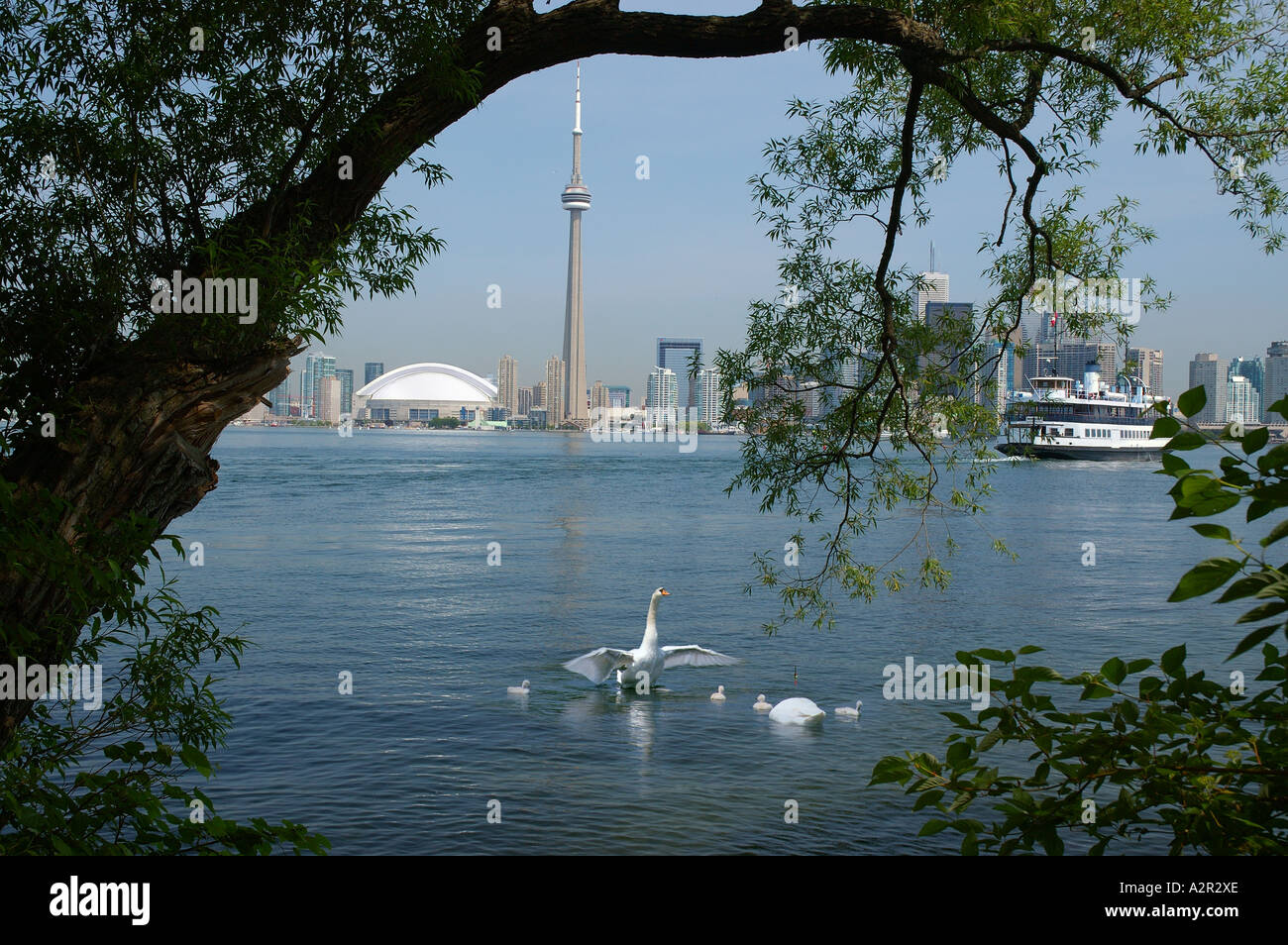 Swan family and ferry on Lake Ontario with Toronto skyline framed by tree Stock Photo
