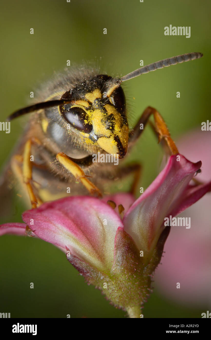 Common Wasp - Vespula vulgaris on a flower of Purple Rockfoil - Saxifraga arendsii Stock Photo