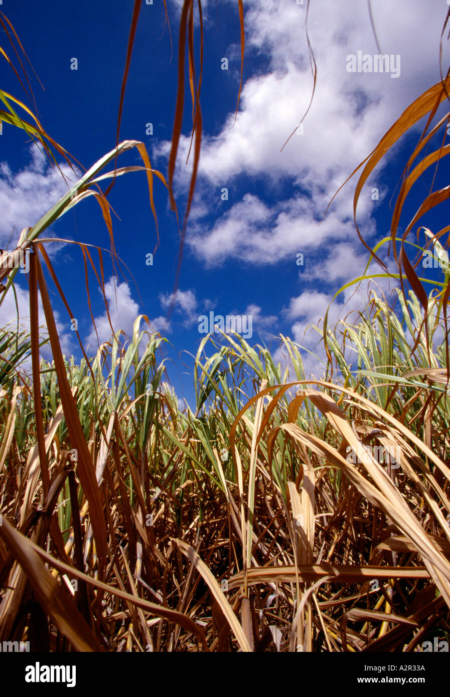 Barbados sugar cane field in St Parrish St Judes Village Stock