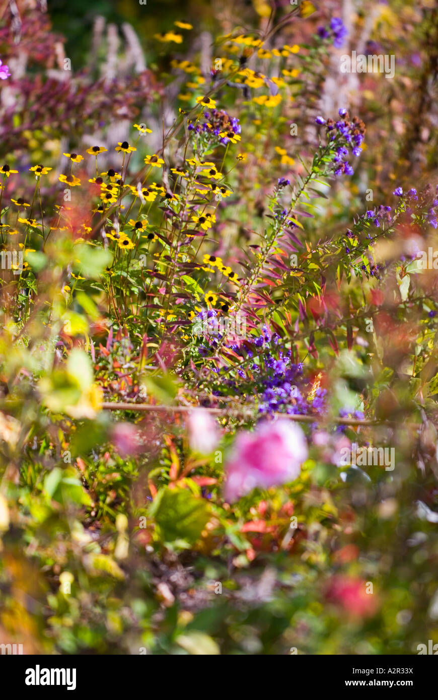 Idaho Boise Colorful wild flowers near the Boise greenbelt and the Morrison Knudsen Nature Center Stock Photo