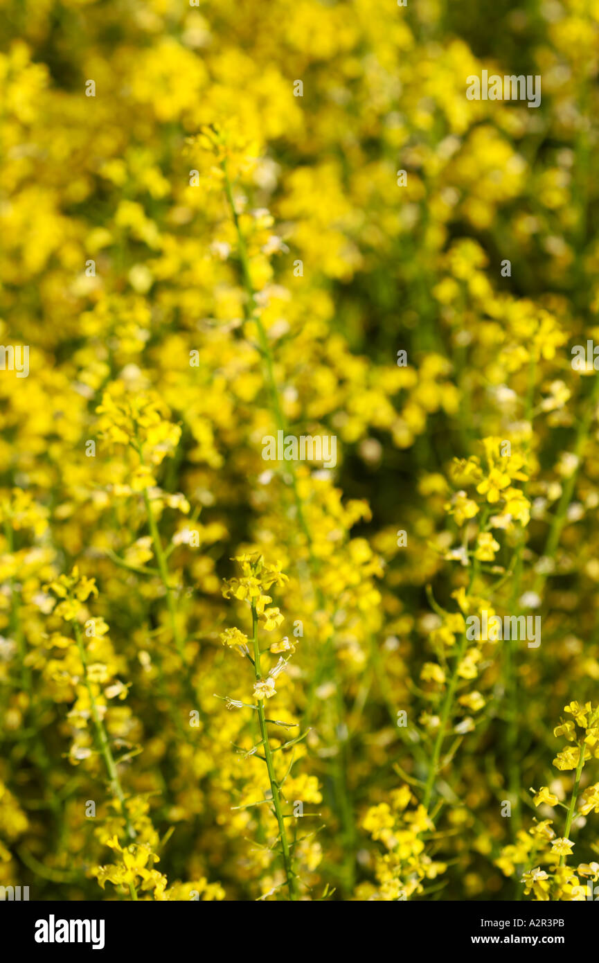 Garden Yellowrocket - Barbarea Vulgaris Stock Photo