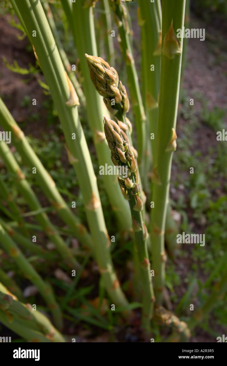 Asparagus officinalis plant hires stock photography and images Alamy