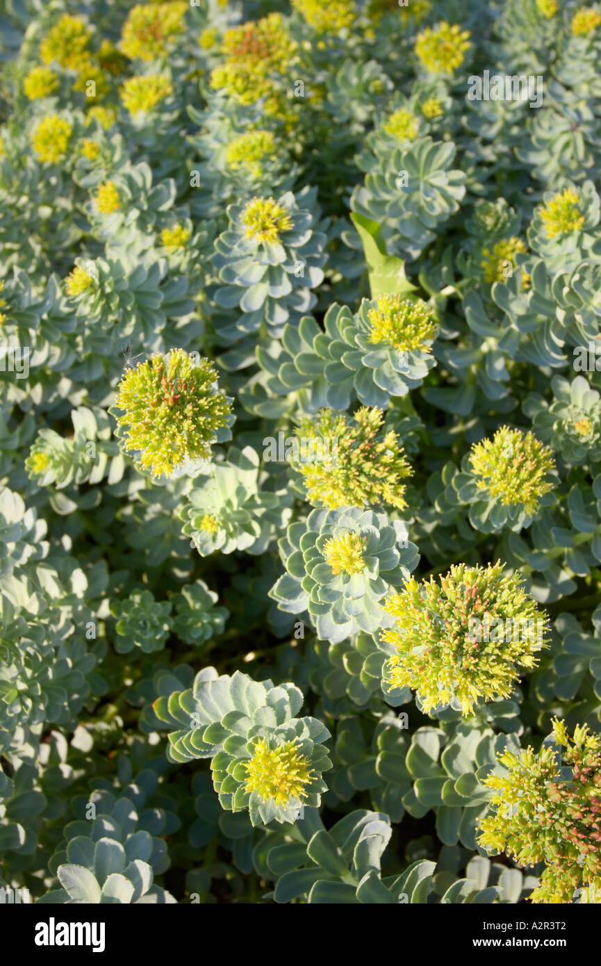 Roseroot Stonecrop - Crassulaceae Rhodiola rosea Stock Photo