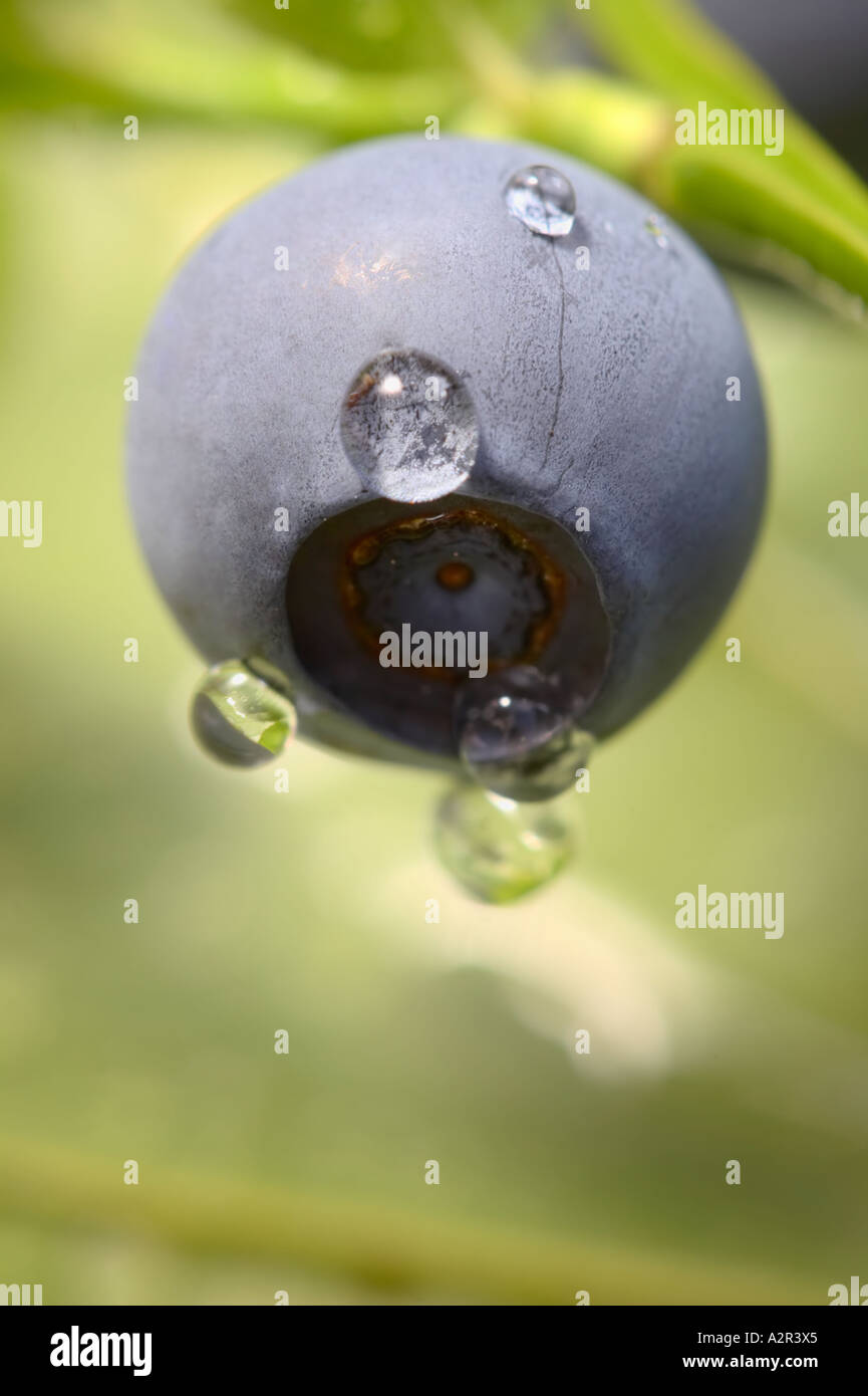 A blueberry (Vaccinium myrtillus) in a bush glistening with water drops, Kirkkonummi, Finland Stock Photo
