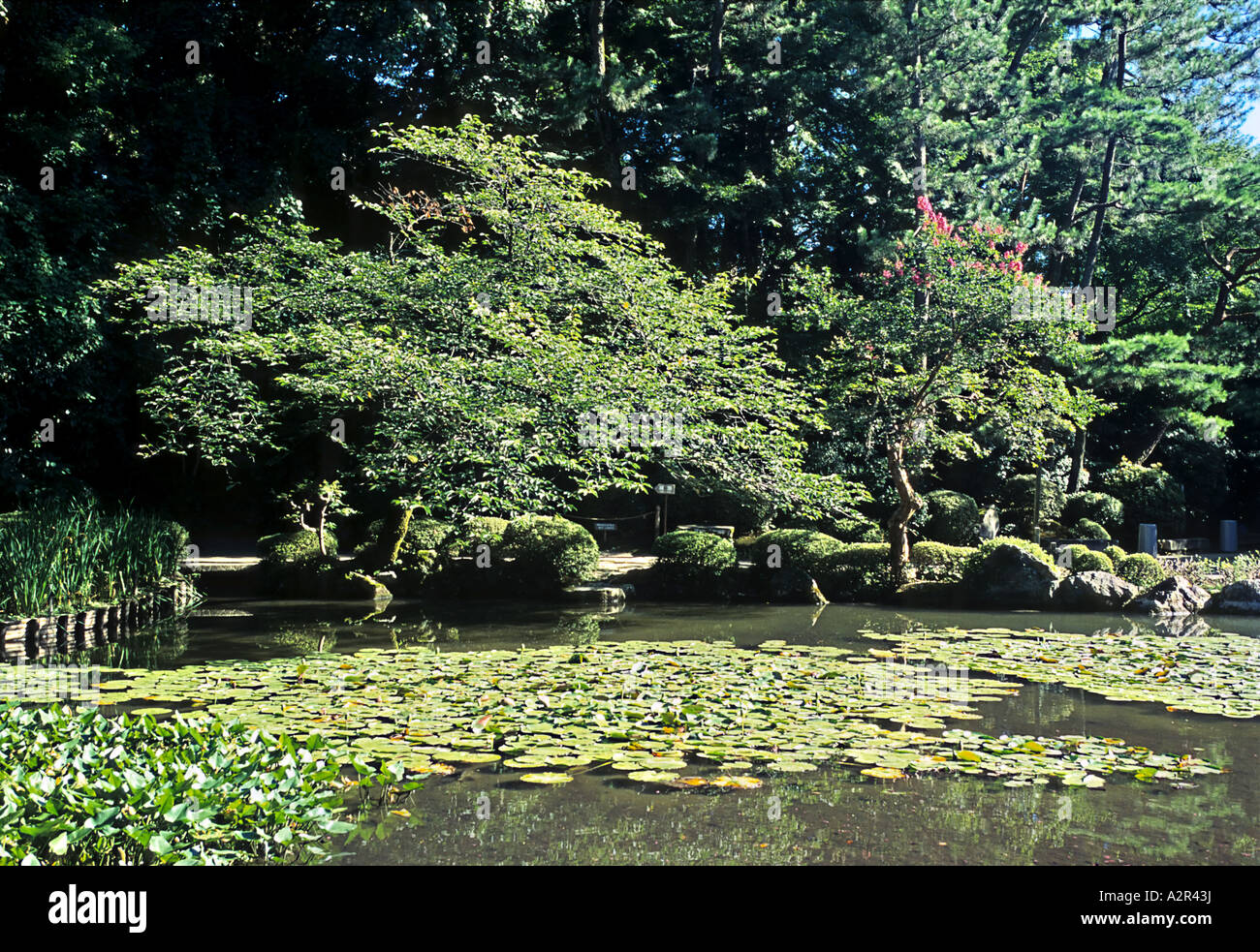 Aquatic plants in a pond in the Heian shrine Kyoto Japan Stock Photo