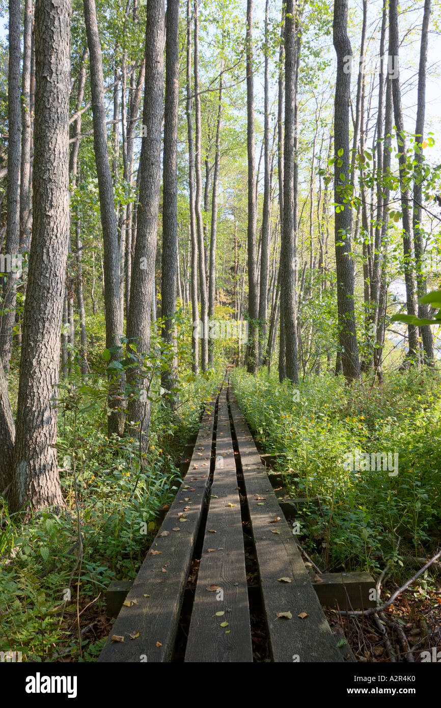 Boardwalk through green broadleaf forest, Karkali National Park, Karjalohja, Finland Stock Photo