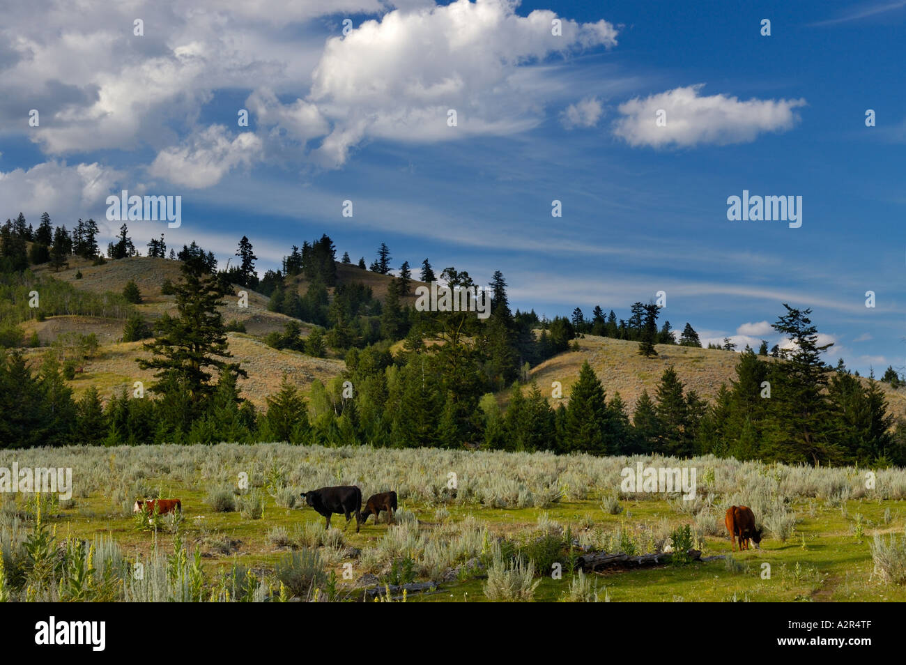 Free range cattle grazing on Mount Kobau Okanogan Valley Osoyoos British Columbia Canada Stock Photo