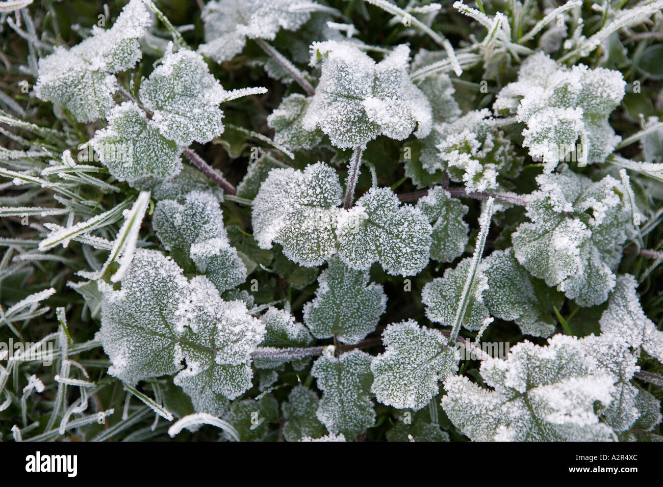 Frost-covered ground vegetation, Henley-on-Thames, Oxon, UK. Stock Photo