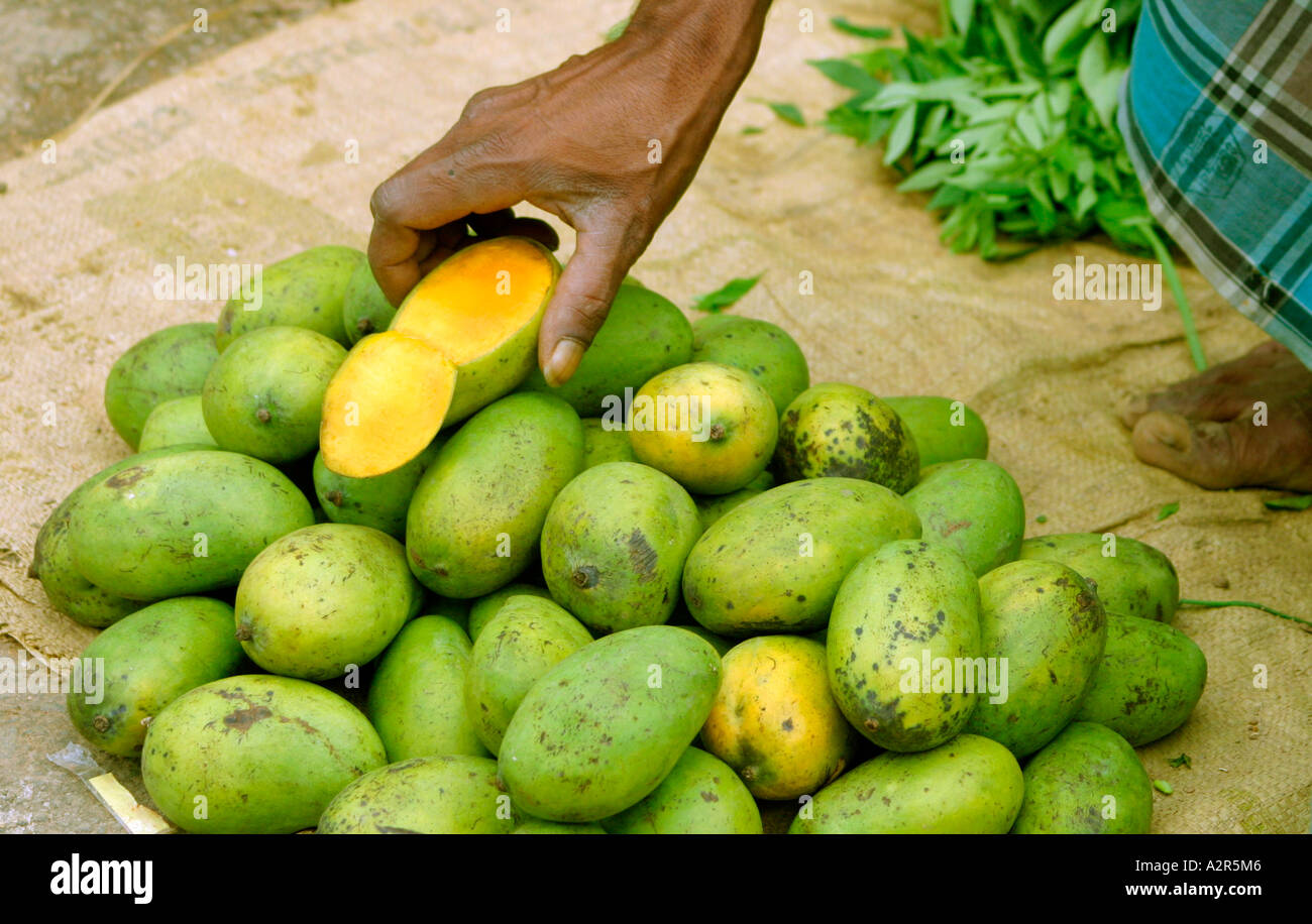 Mango R World fruit hand hi-res stock photography and images - Alamy