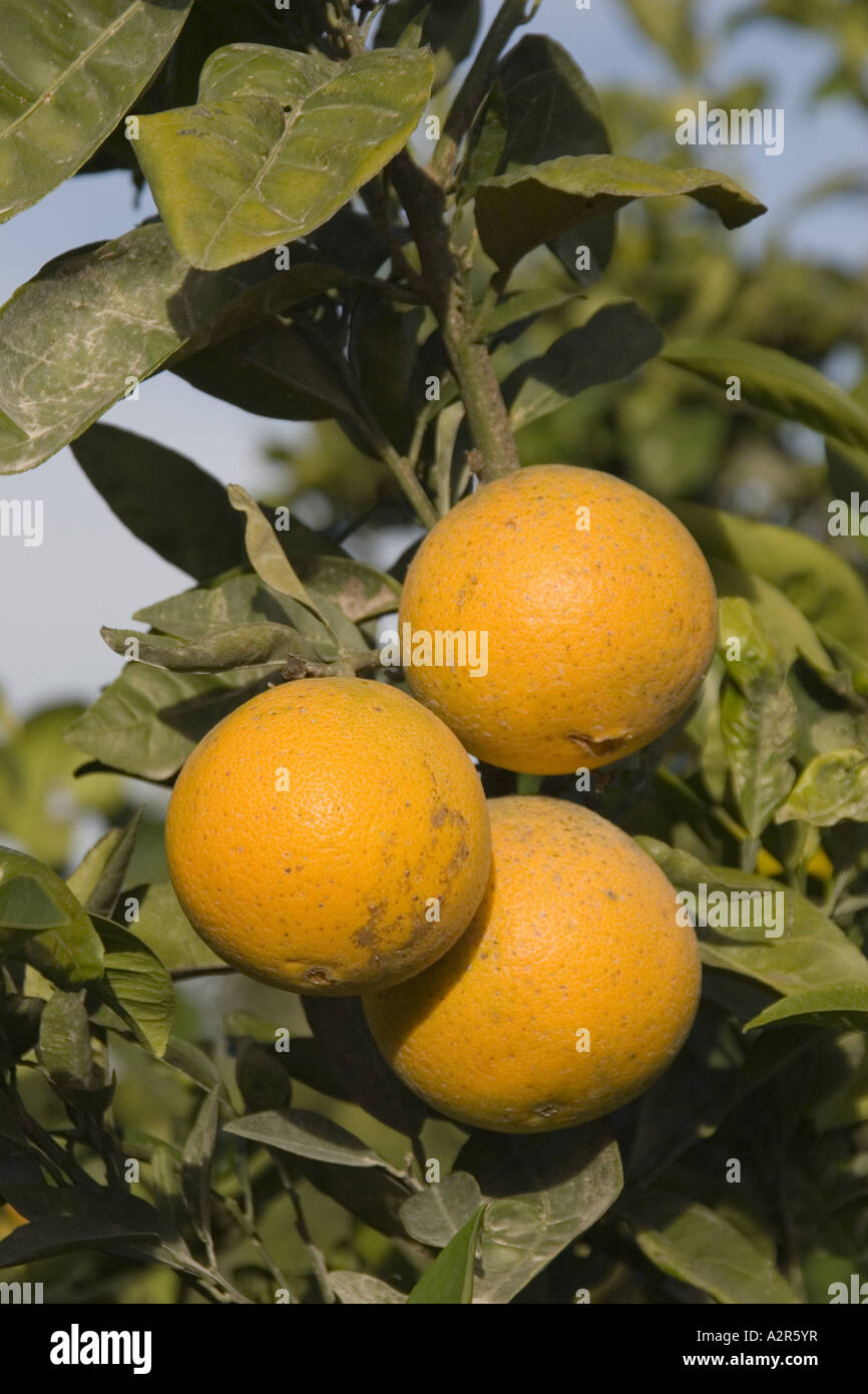 the fruit of the orange tree Stock Photo
