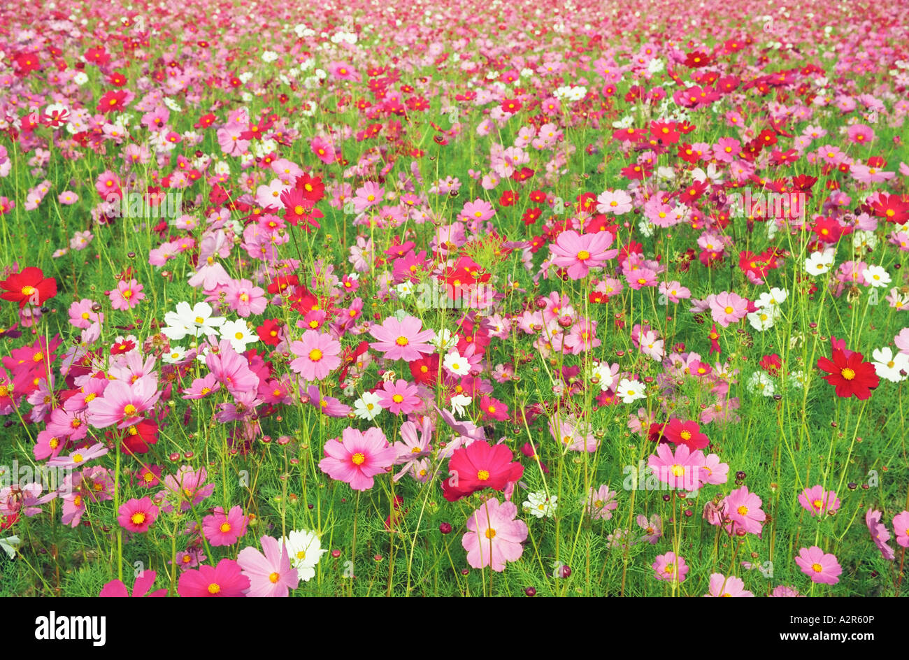 Field Of Cosmos High Resolution Stock Photography and Images Alamy