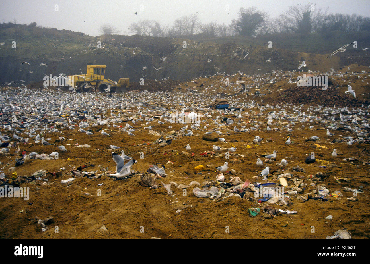 Gulls at rubbish dump Stock Photo Alamy